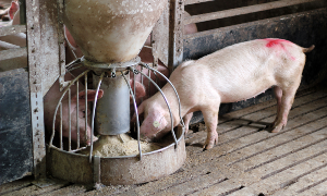 Gunstige tider for danske svineproducenter skyldes ofte sygdomsudbrud i andre lande